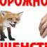Осторожно! Бешенство! - Газета Хиславичские известия